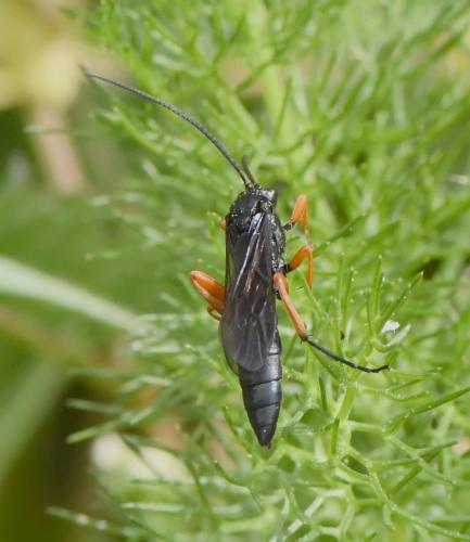 Pseudoamblyteles homocerus
